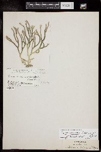 Codium simulans image