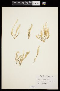 Codium amplivesiculatum image