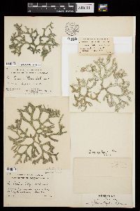 Codium taylorii image