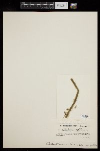 Oedogonium borisianum image