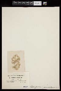 Oedogonium geniculatum image