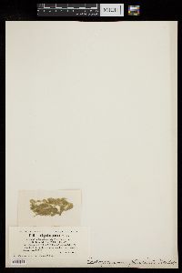 Oedogonium pluviale image
