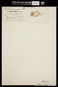 Oedogonium taphrosporum image