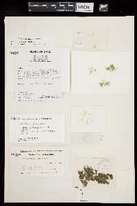 Rhizoclonium grande image