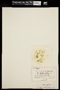 Stigeoclonium flagelliferum image