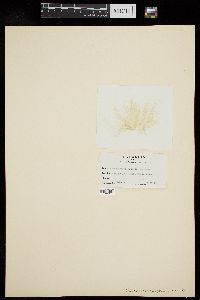 Ulva flexuosa subsp. paradoxa image