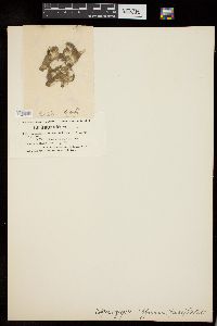 Spirogyra affinis image