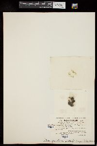 Mougeotia quadrangulata image