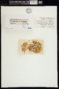 Amphiroa compressa image