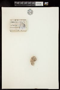 Mesophyllum incertum image