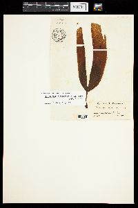 Phyllariopsis purpurascens image