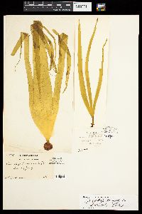 Saccorhiza polyschides image