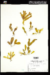 Caulerpa prolifera image