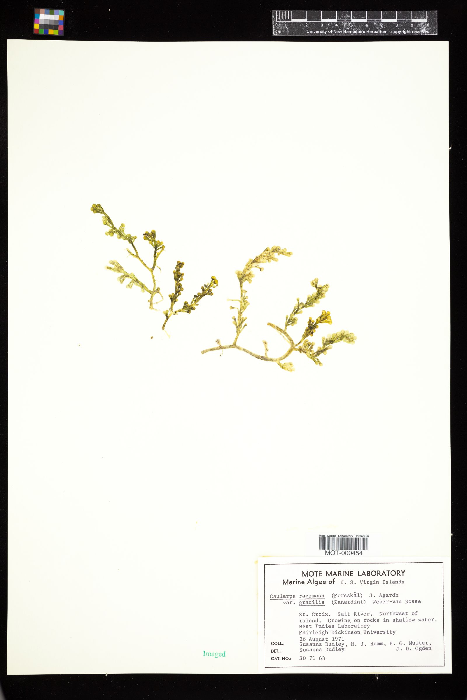 Caulerpa racemosa var. gracilis image