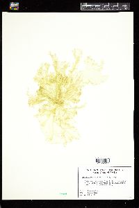 Monostroma oxyspermum image