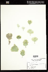Image of Udotea spinulosa