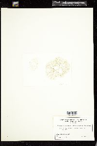 Tricleocarpa cylindrica image