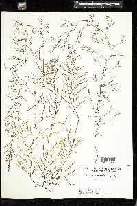 Sargassum filipendula image