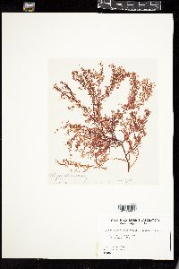 Botryocladia occidentalis image