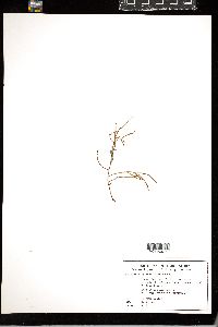 Gracilaria cylindrica image