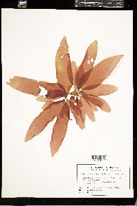 Palmaria palmata image
