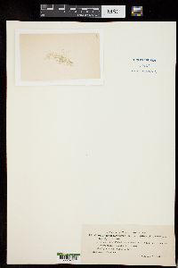 Cladophora fracta var. rigidula image