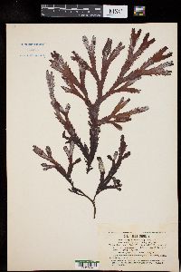 Fucus serratus image