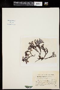 Fucus spiralis image