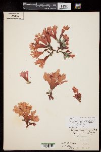 Hymenena cuneifolia image