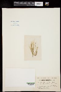 Oedogonium taphrosporum image