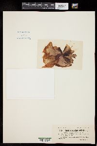 Porphyra laciniata f. umbilicalis image