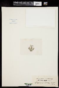 Rivularia compacta image