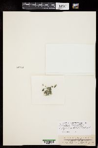Rivularia haematites image