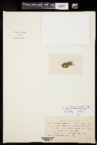 Stigeoclonium nudiusculum image