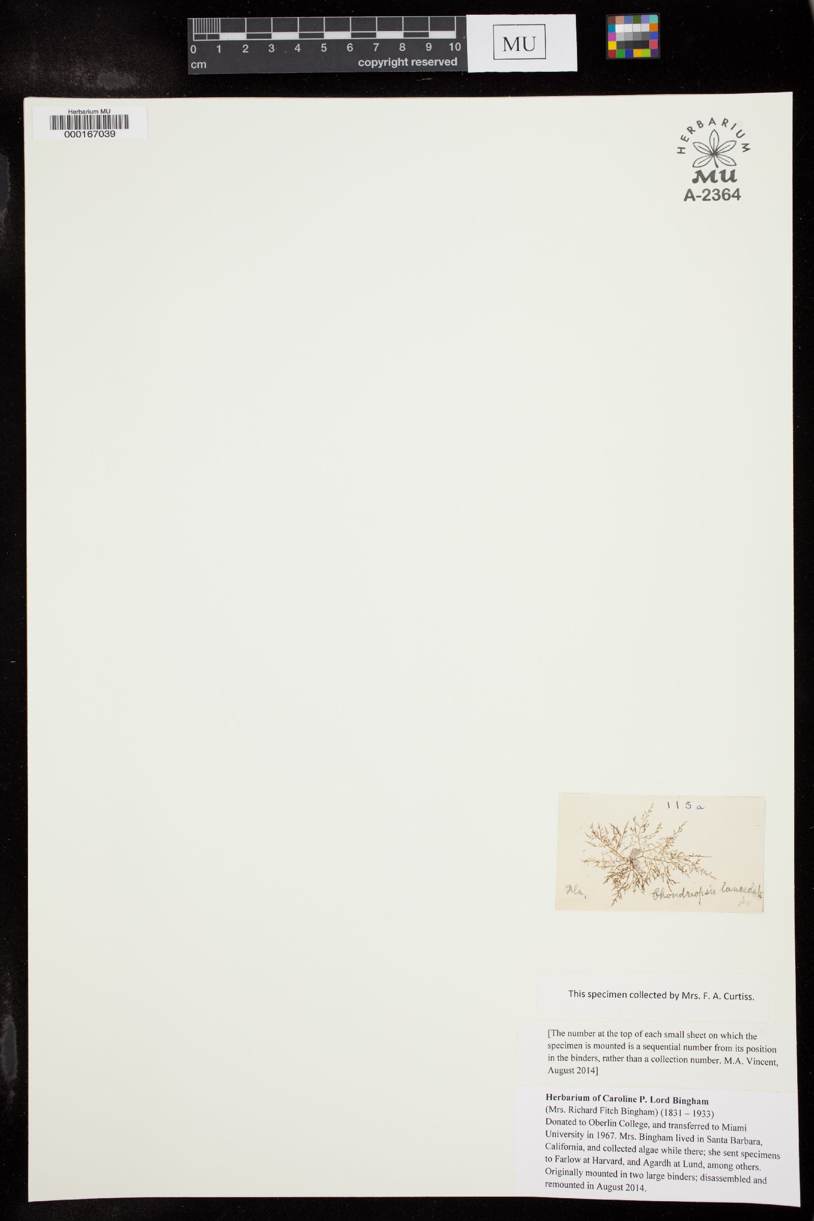 Chondria lanceolata image