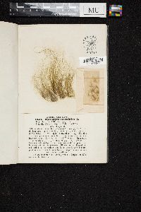 Spirogyra mirabilis image