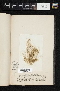 Spirogyra fluviatilis image