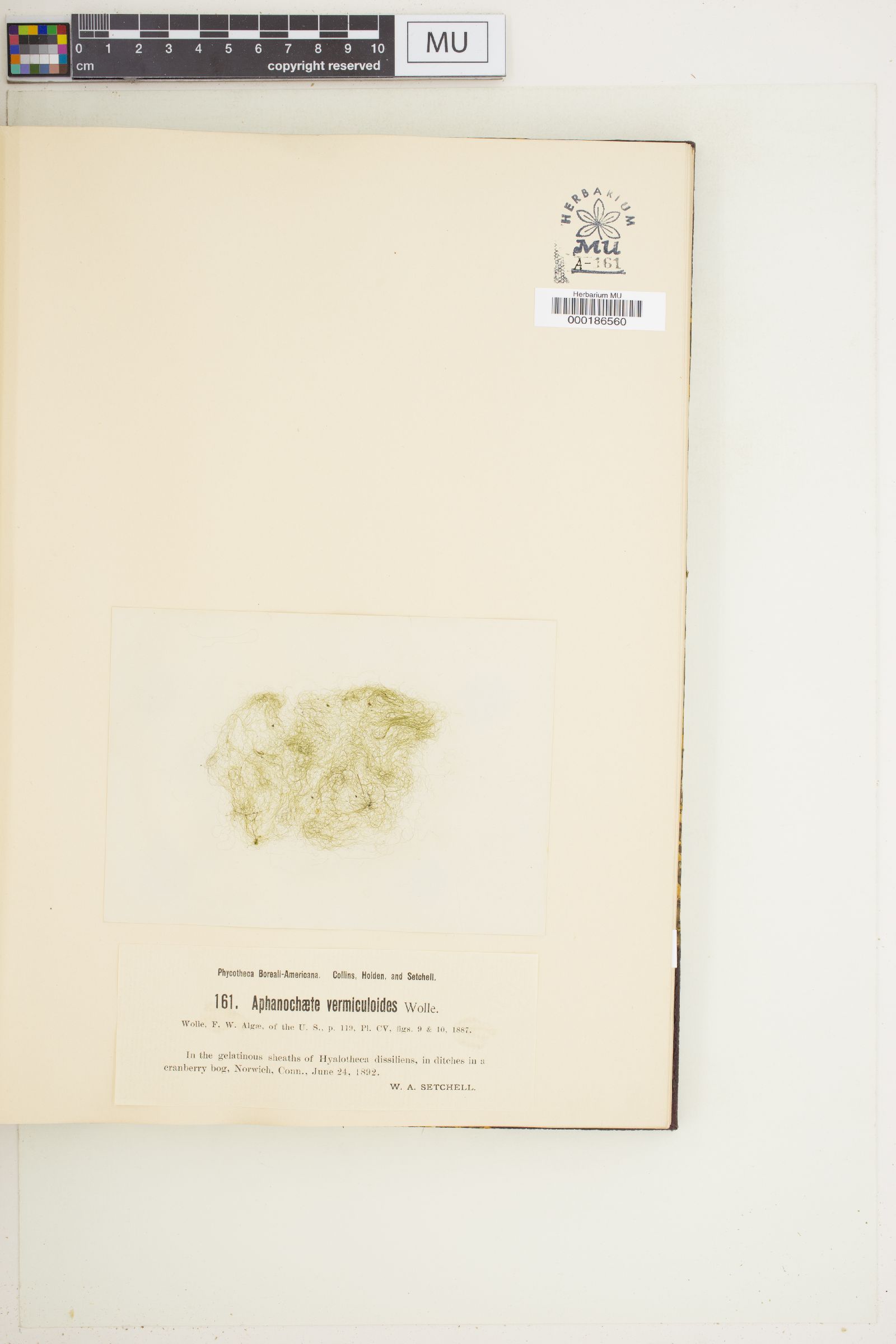 Aphanochaete vermiculoides image