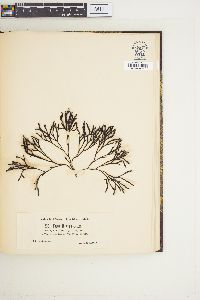 Fucus filiformis image