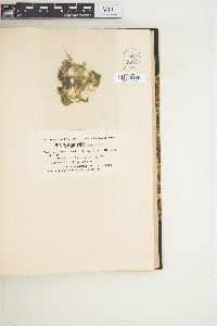 Spirogyra affinis image