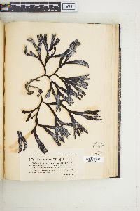 Fucus evanescens image