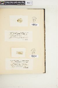 Trochiscia reticularis image