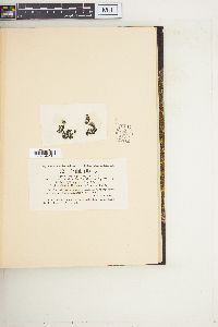 Rivularia nitida image