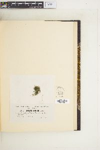 Cladophora corallicola image