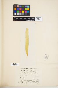 Saccharina latissima image