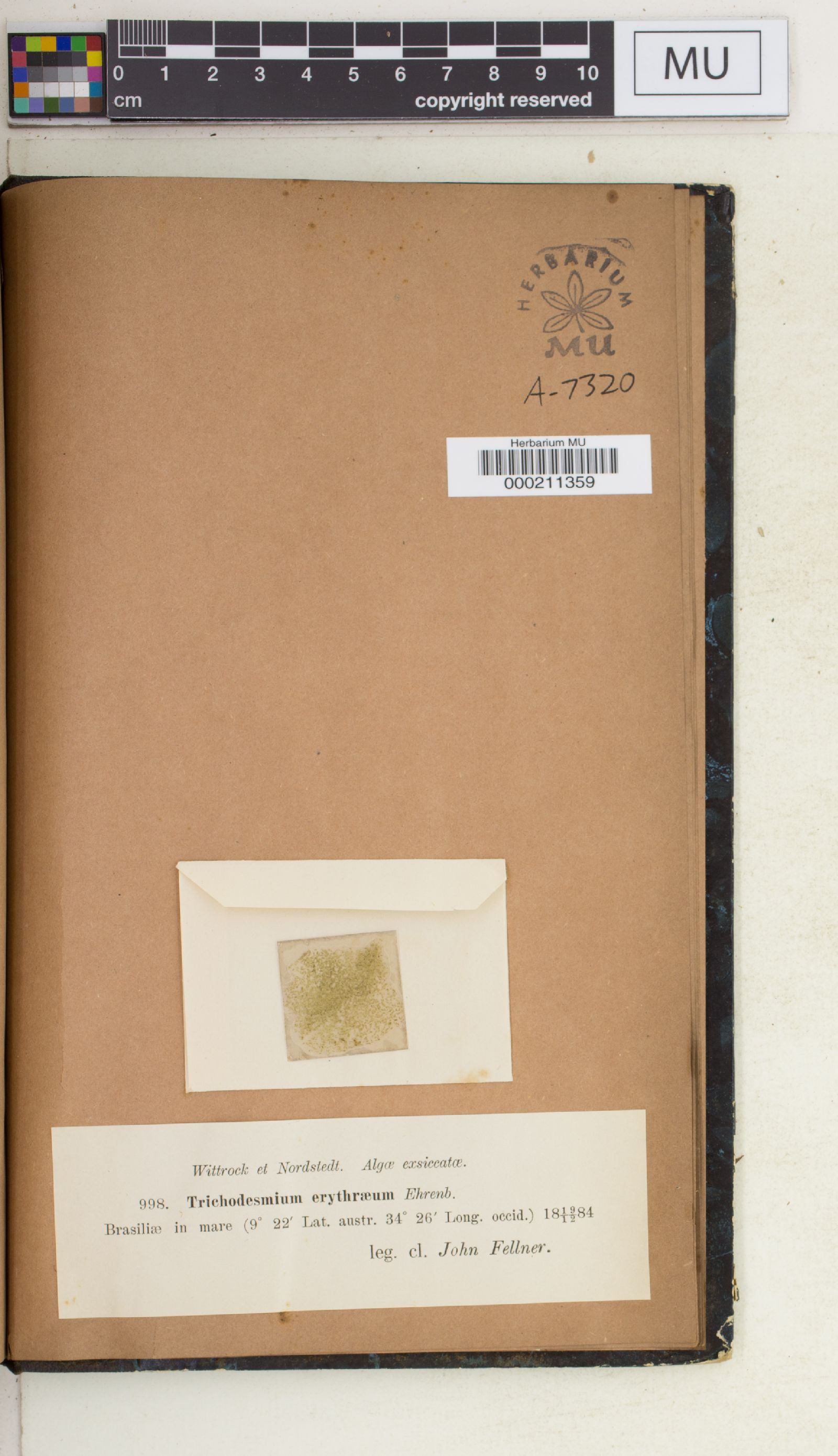 Trichodesmium erythraeum image