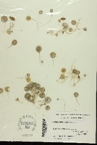 Acetabularia major image