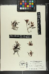 Acrosorium decumbens image