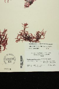 Acrosorium ciliolatum image