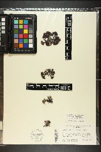 Ahnfeltiopsis durvillei image